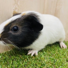 最新動画あります！体はまっしろ！お顔は3色！　イングリッシュモルモット　女の子