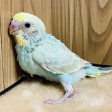 控えめ系？おっとりさん？セキセイインコ(レインボー)ヒナ
