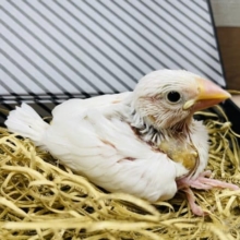 真っ白な食いしん坊さん！白文鳥！！