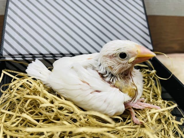 真っ白な食いしん坊さん！白文鳥！！