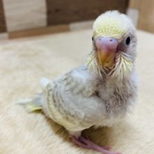 淡いシナモンカラーが素敵です♡セキセイインコイエローフェイスシナモンオパーリン！