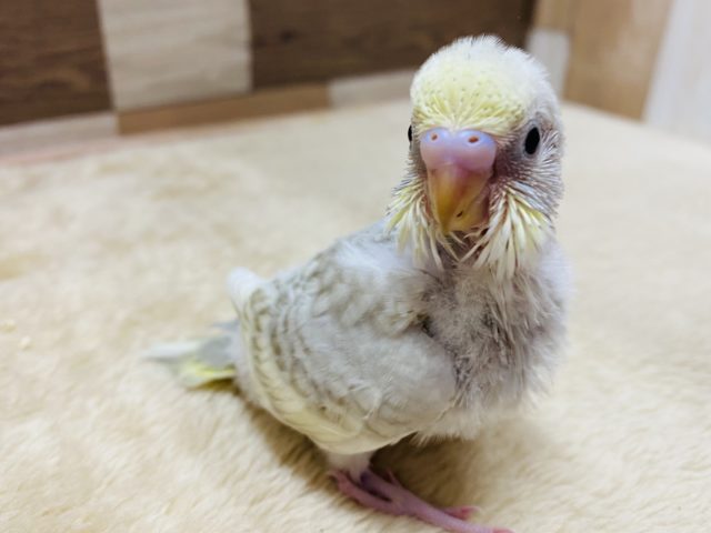 淡いシナモンカラーが素敵です♡セキセイインコイエローフェイスシナモンオパーリン！