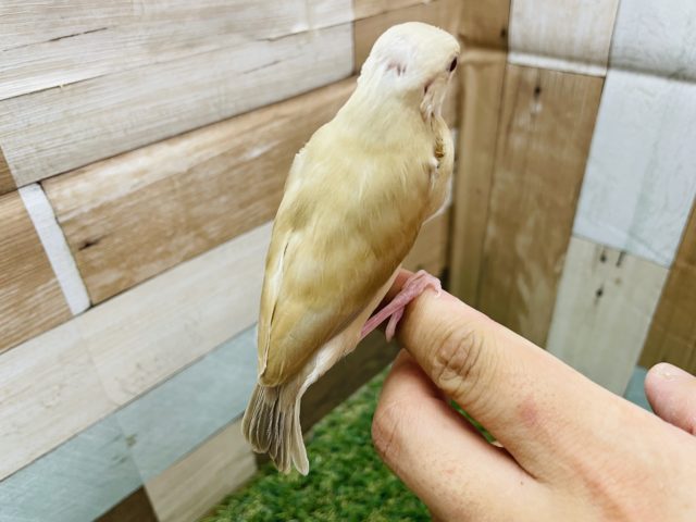 シナモン文鳥