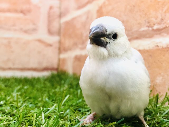 シルバーがやってきた　シルバー文鳥　R４　１１／２撮影