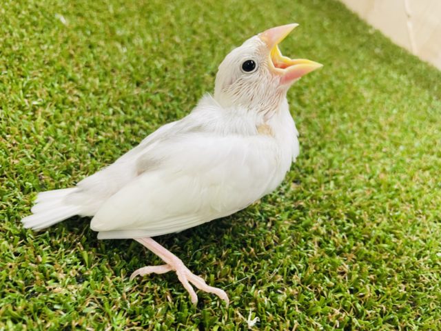 最新画像になりますよ‼️元気に鳴いちゃうんだよ‼️うっとりしちゃう 白文鳥