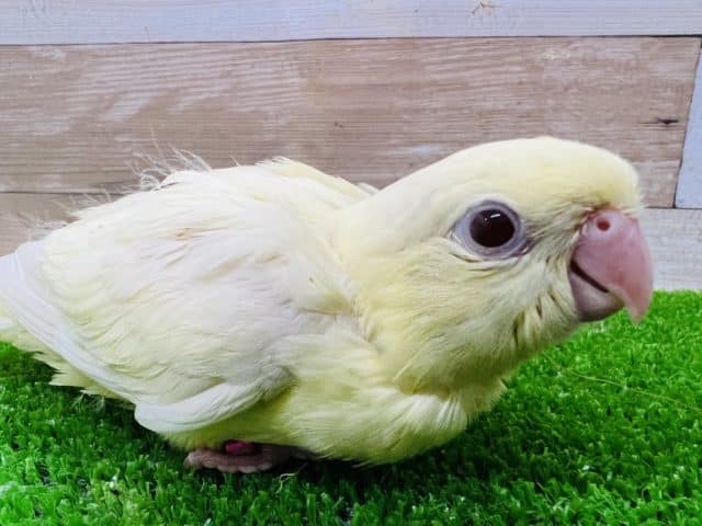 サザナミインコ