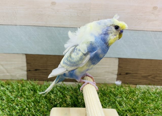 羽衣セキセイインコ