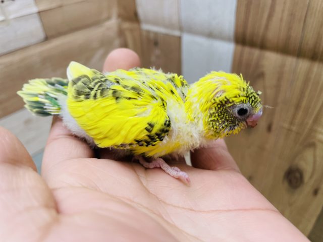 セキセイインコ