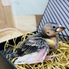 定番人気の桜文鳥！大きな口を開けて待ってますよ〜