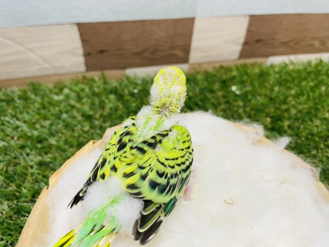 セキセイインコ