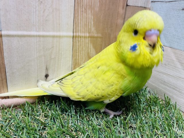 ジャンボセキセイインコ