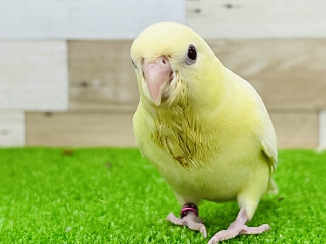 サザナミインコ