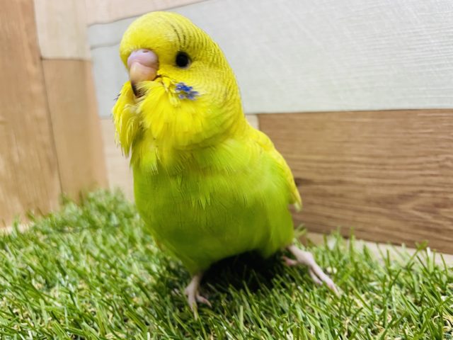 ジャンボセキセイインコ