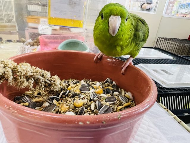 サザナミインコ