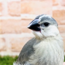文鳥の定番カラー　桜文鳥　Ｒ４　１１／２４撮影