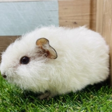 もふもふ♪真っ白天使ちゃん！テディモルモットのアルビノ！