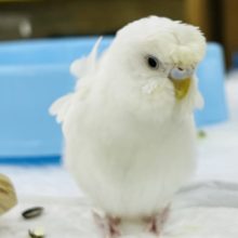 クセが強いがそれがいい♪羽衣セキセイ(ダブルファクター)さん☆