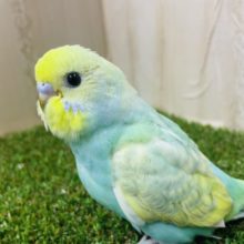 最新画像になりますよ〜‼️うるっとおめめパッチリ！　セキセイインコ　パステルレインボースパングル