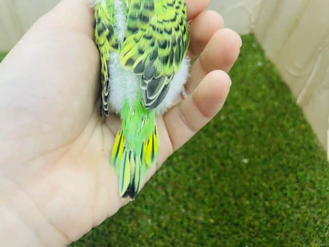 セキセイインコ