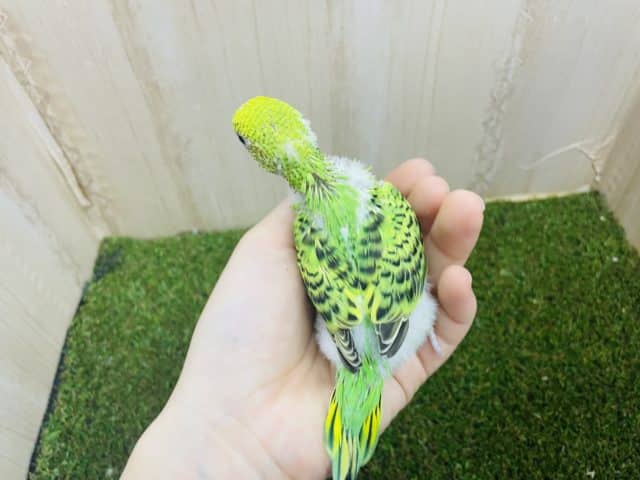 セキセイインコ