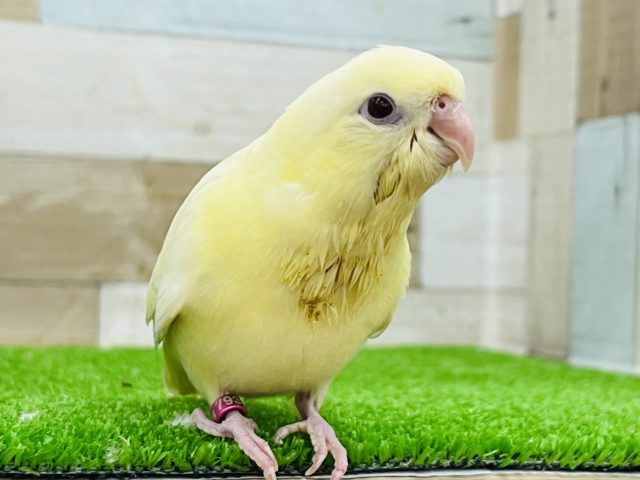 サザナミインコ