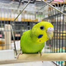 1人餌です‼️最新画像になりますよ✨えーがおで！いーいかお！　セキセイインコ　オパーリン