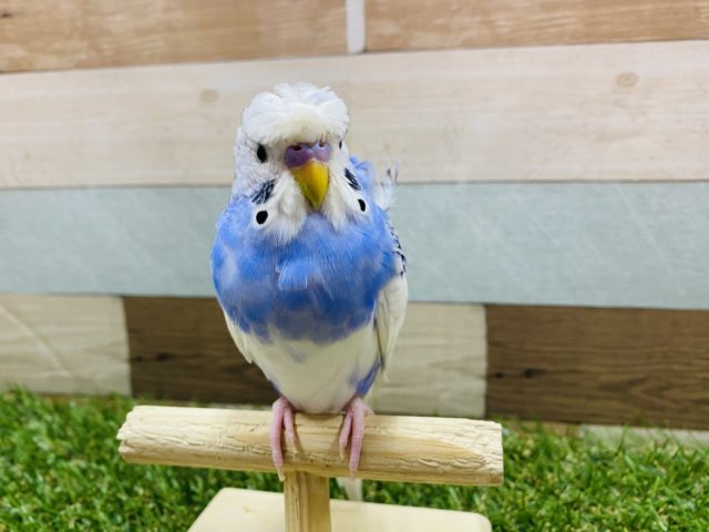 羽衣セキセイインコ