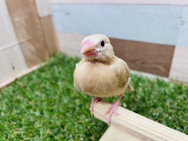 シナモン文鳥