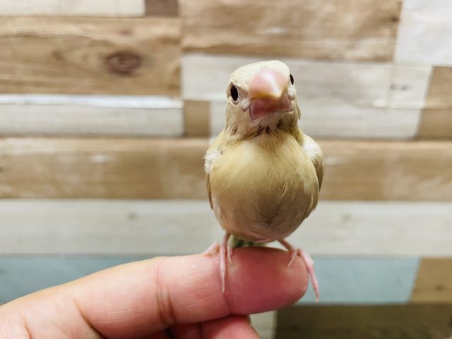 シナモン文鳥