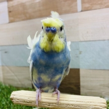 ピョンピョン跳ねて寝癖かな？お顔がイエローの羽衣セキセイインコ