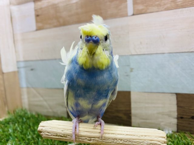 ピョンピョン跳ねて寝癖かな？お顔がイエローの羽衣セキセイインコ