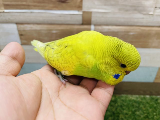 ジャンボセキセイインコ