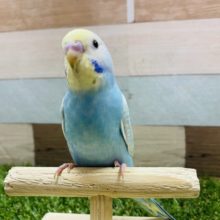 最新画像有り！愛嬌のある可愛いコっ♪セキセイインコのレインボー！