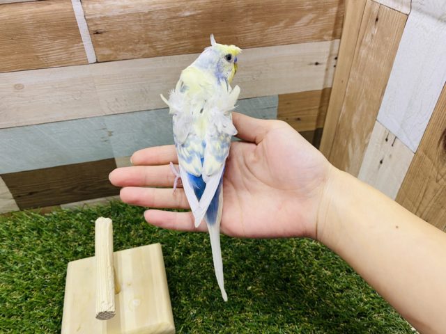 羽衣セキセイインコ