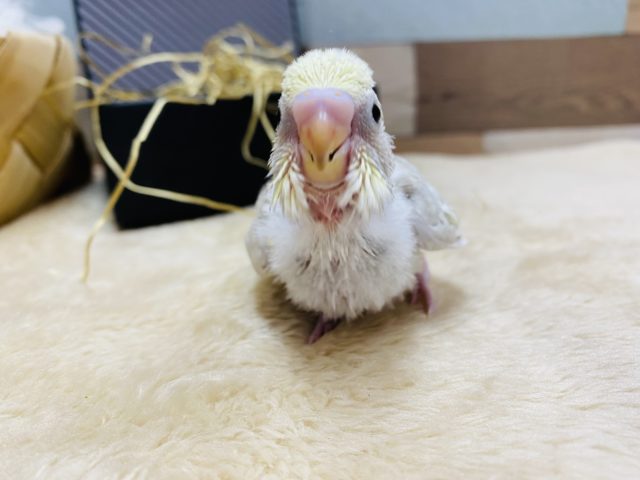 セキセイインコ