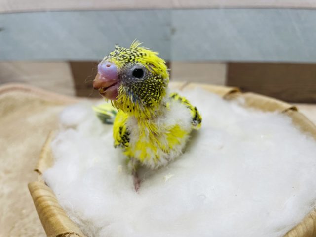 セキセイインコ