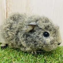 モコモコを目指しているんです。　テディモルモット　女の子