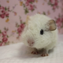 もこもこの仔羊ちゃん♡テディモルモット☁♀