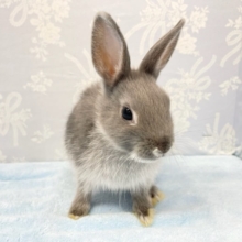ツヤツヤ💛ネザーランドドワーフラビット（ブルー）女の子　2022年9月生まれ
