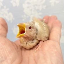 淡～い💛シナモン文鳥　２０２２年１０月生まれ