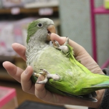 おしゃべりもするよ♪手乗りオキナインコ💚ノーマル