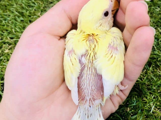 コザクラインコ（小桜インコ）