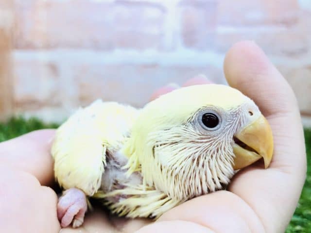 コザクラインコ（小桜インコ）