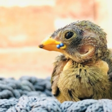 流山店初？　日の丸鳥　R４　１１／１６撮影　