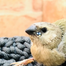 まさかの入舎！　コキンチョウ　ノーマル　Ｒ４　１１／１６撮影