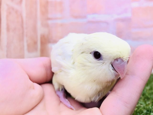 サザナミインコ