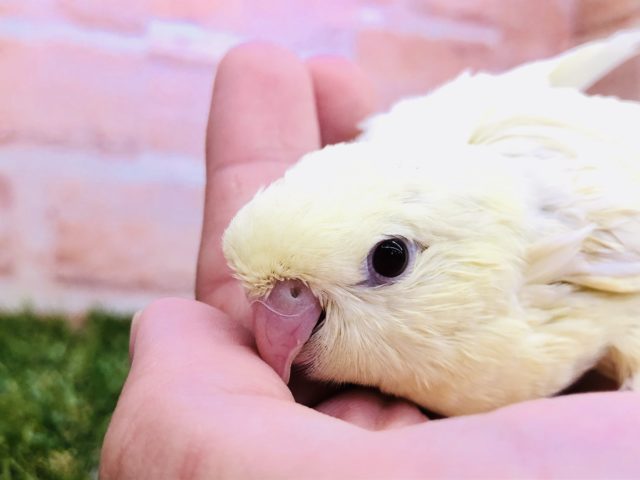 サザナミインコ