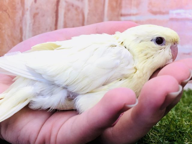 サザナミインコ