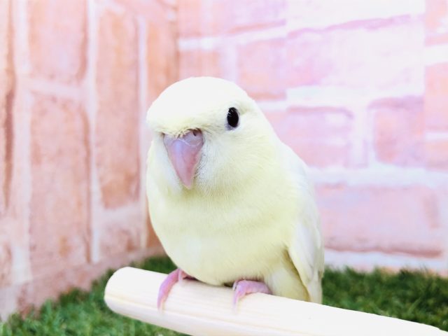 サザナミインコ