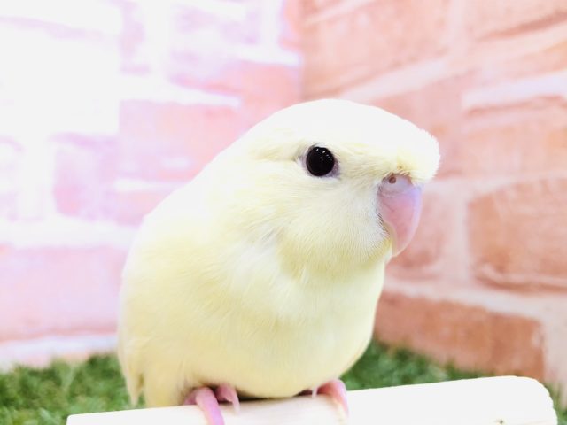 人気のマイペース鳥　サザナミインコ　クリーム　R４　１１／１９撮影